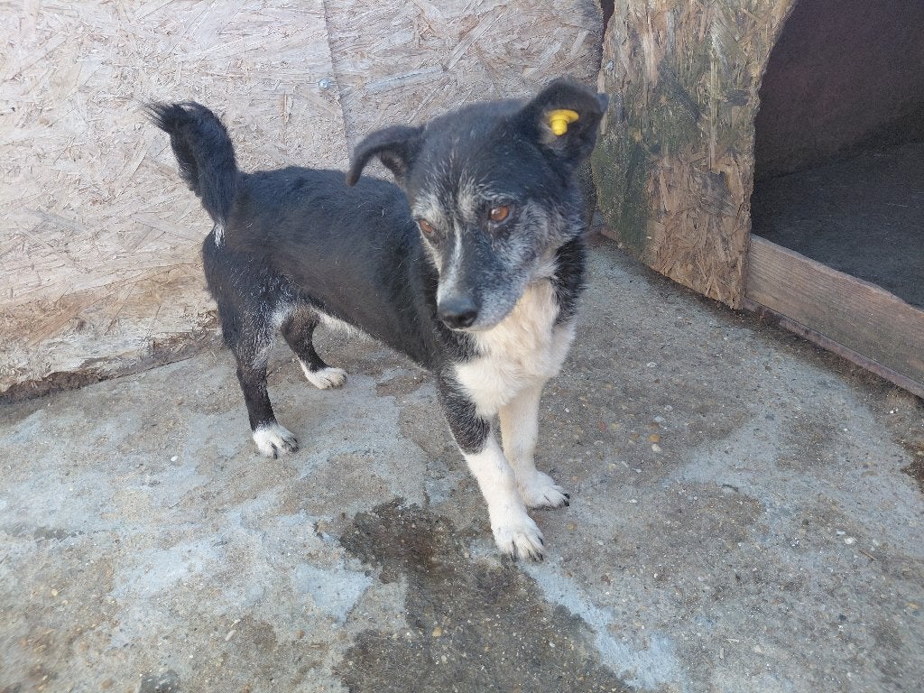 Oudere heer Diego ter adoptie, Dieren en Toebehoren, 6 jaar of ouder, Particulier, Reu, Buitenland