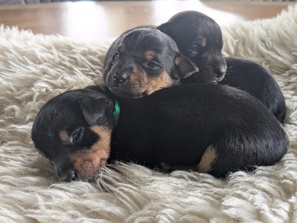 Prachtige jack Russel pups, Dieren en Toebehoren, 8 tot 15 weken, Meerdere, Meerdere dieren, Klein