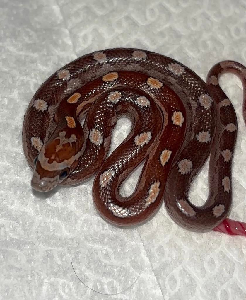 Rattenslangen NK 2026 Rat Snake - female for sale from ErasmusExotics