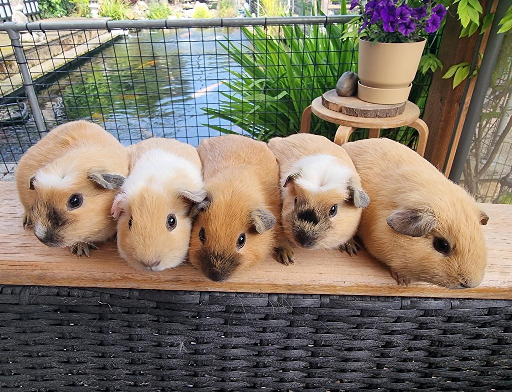 13 Jonge mannelijke cavia’s zoeken een nieuw huis, Cavia, April, Meerdere dieren, Tam