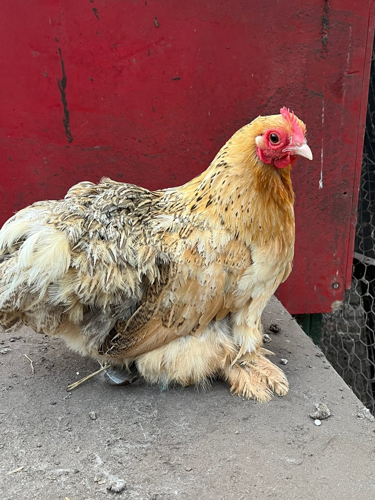 Cochin kriel, Dieren en Toebehoren, Meerdere dieren, Kip