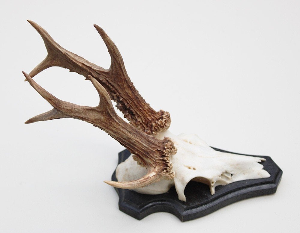 3-stangen zesender REE GEWEI - stanglengte 18 cm, Verzamelen, Dierenverzamelingen, Ophalen of Verzenden, Gebruikt, Hert, Gewei of Kop