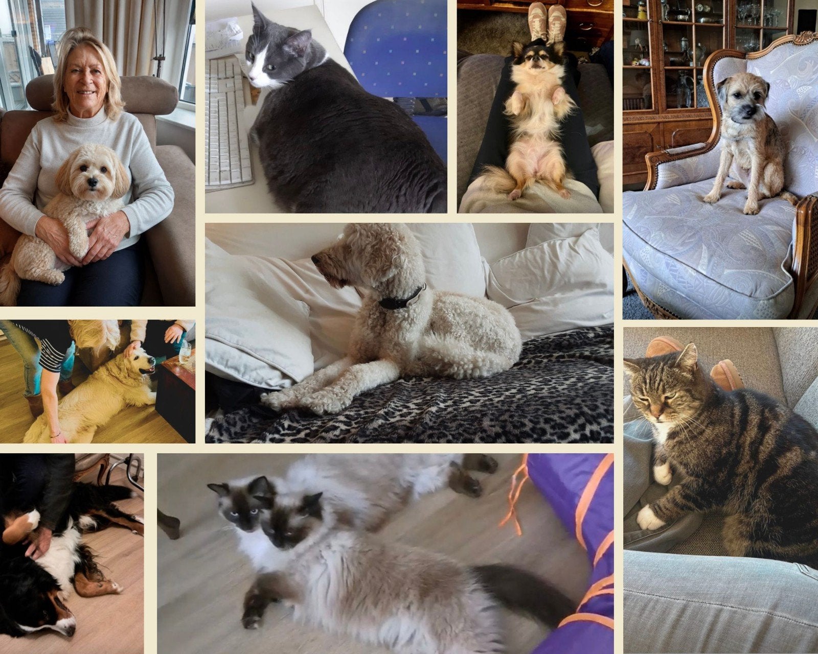 Oppas / opvang / vakantie adres voor uw huisdier, Particuliere oppas