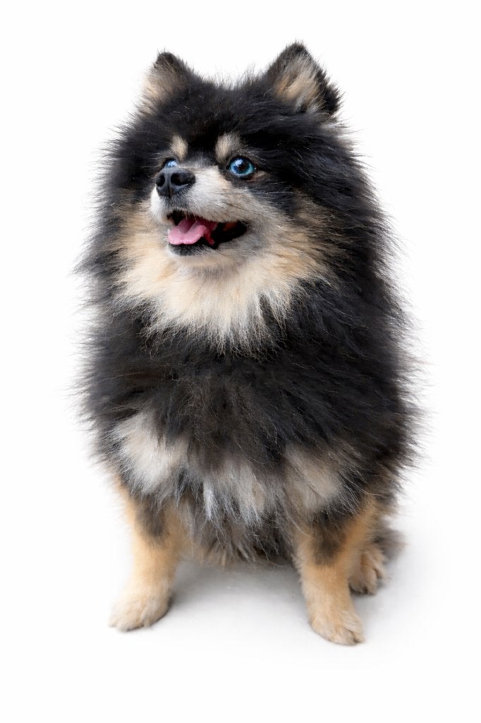 Dekreu mini pomsky, Dieren en Toebehoren, CDV (hondenziekte), Meerdere, Meerdere dieren, 3 tot 5 jaar