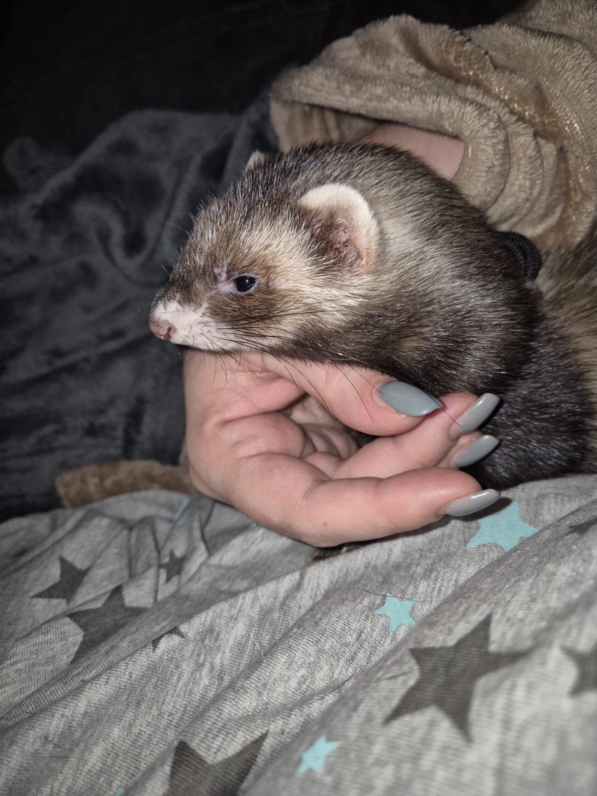 Diva, met kooi., Dieren en Toebehoren, Overige Dieren, Mei, Vrouwelijk
