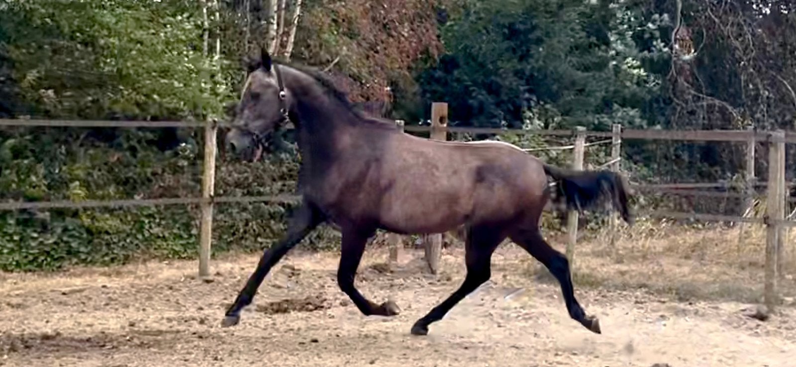 2,5 jarige super lieve hengst, Met stamboom, Dressuurpaard, 0 tot 2 jaar, Hengst