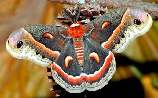 Hyalophora cecropia (Cecropia mot) 10 eitjes, Vlinders of Rupsen