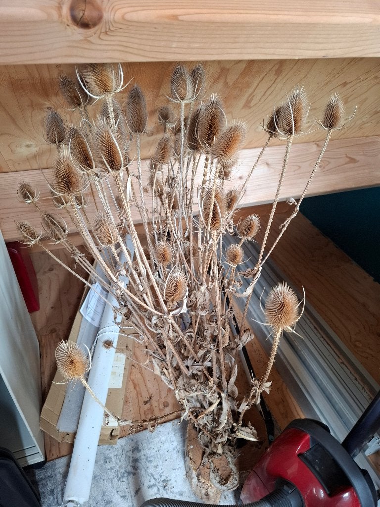 Grote bos gedroogde kaardenbollen / droogbloemen, Huis en Inrichting, Ophalen, Zo goed als nieuw