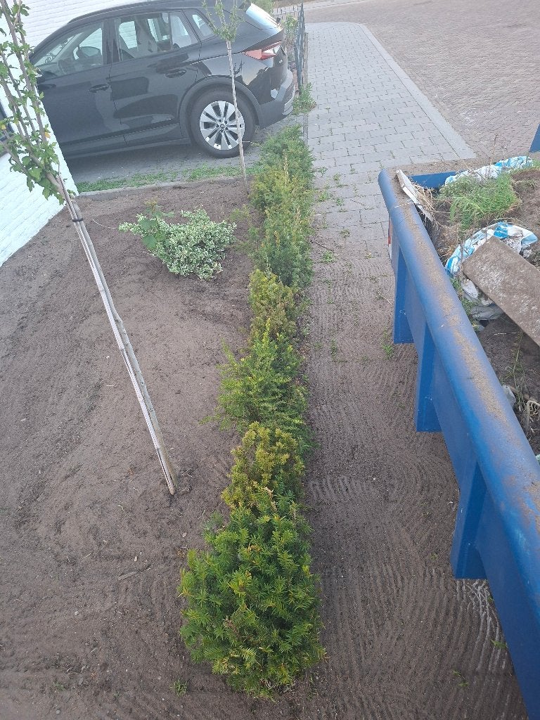 taxus plant, Tuin en Terras, Ophalen, Taxus, Haag, Minder dan 100 cm