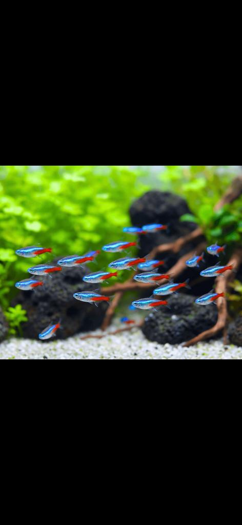 Neon tetra’s – gezond, fel van kleur  (meerdere beschikbaar), Dieren en Toebehoren, Vissen | Aquariumvissen, Vis, Zoetwatervis
