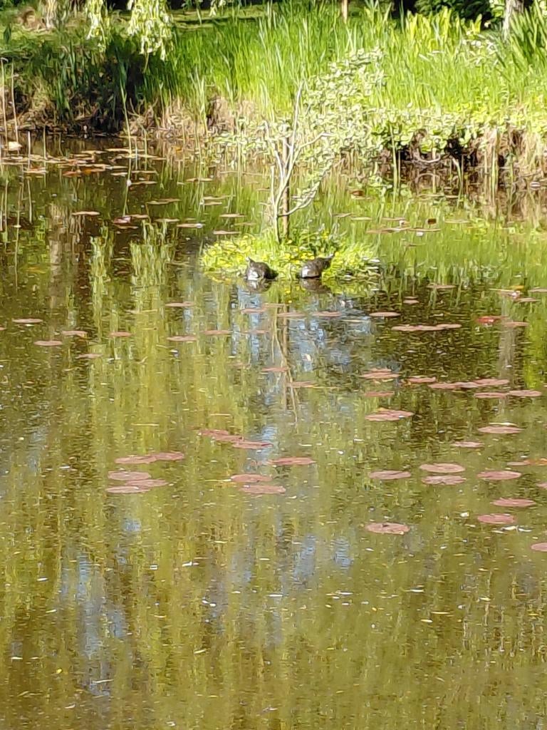 Schildpadden  gezocht, Dieren en Toebehoren, Reptielen en Amfibieën, Schildpad, 0 tot 2 jaar