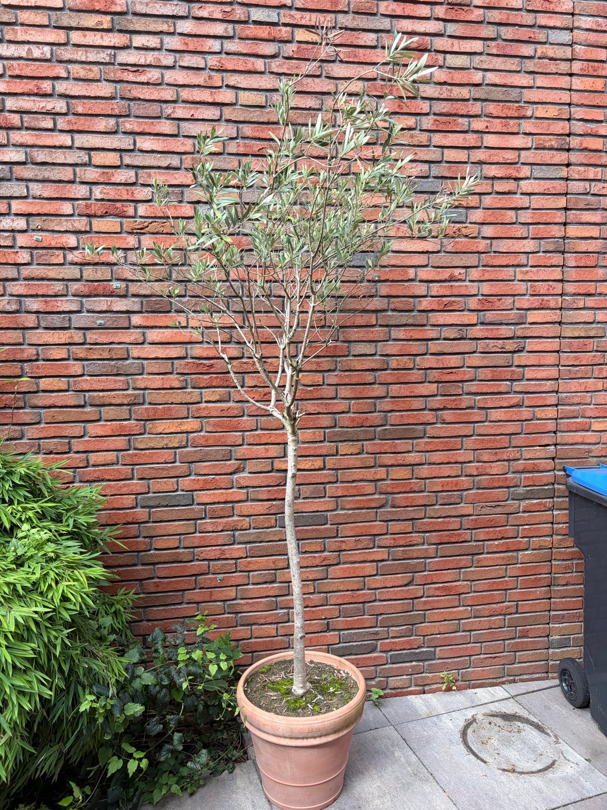 Olijfboom (ca. 2,5m) met Aardewerk Pot, Volle zon, Vaste plant, Lente, Ophalen