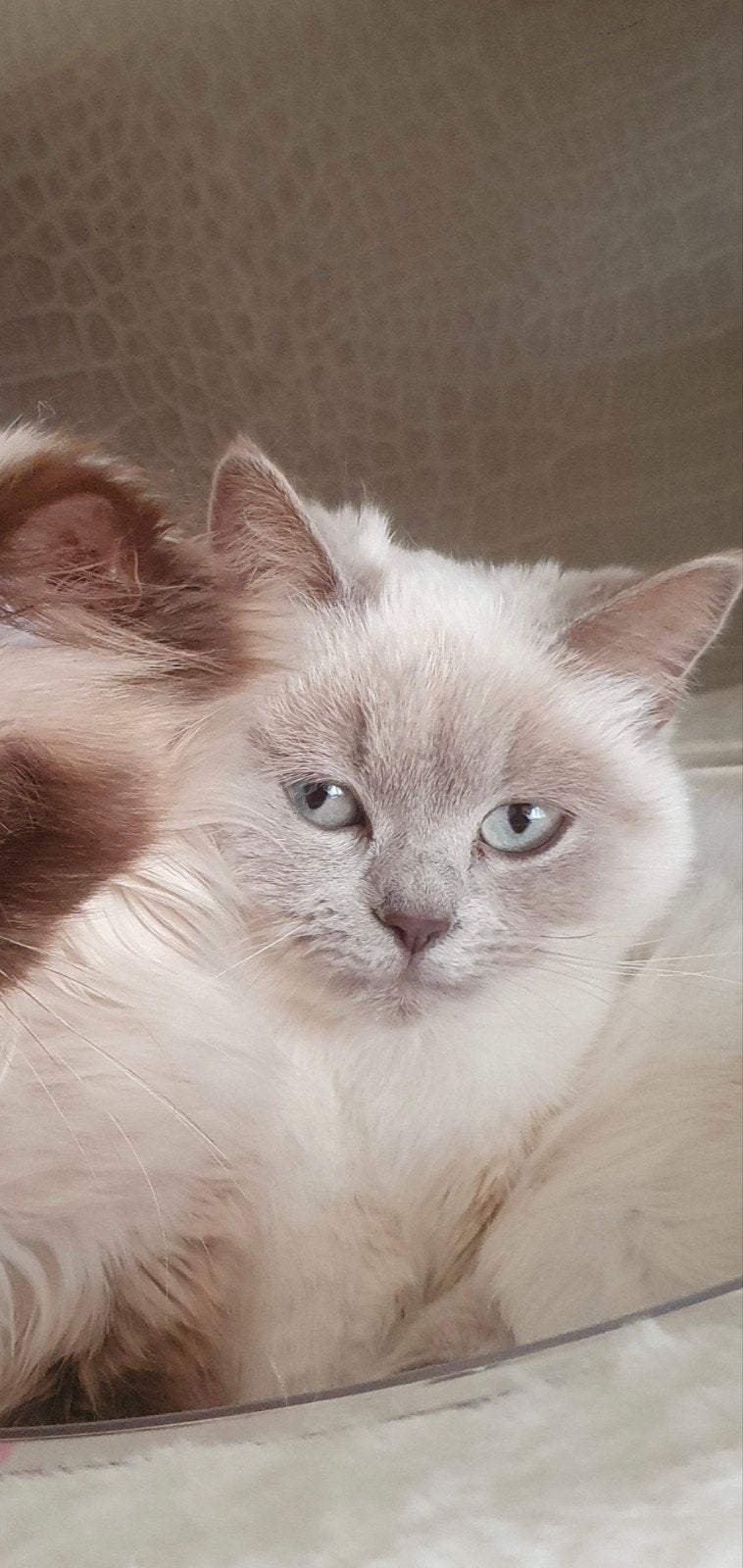 lieve britse korthaar poes lilac point 1 jaar, Ophalen, Zo goed als nieuw