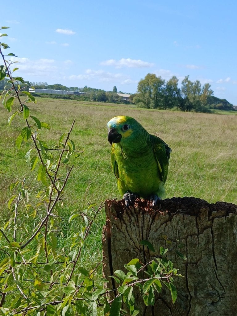 Lieve tamme blauwvoorhoofd amazone papegaai ♡, Dieren en Toebehoren, Geslacht onbekend, Papegaai, Pratend