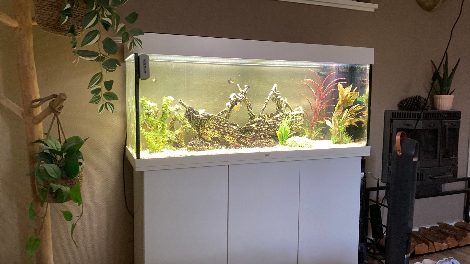 Aquarium Rio 240 compleet, Ophalen, Gebruikt, Gevuld zoetwateraquarium, Inclusief vissen