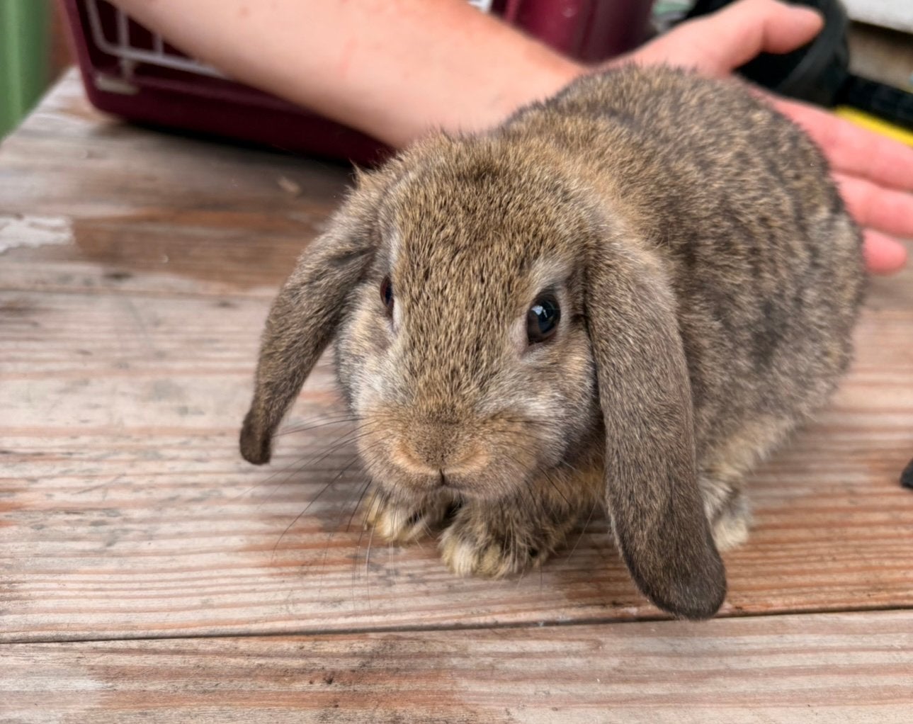 Nederlandse hangoor ram, Dieren en Toebehoren, Konijnen, Mannelijk, Dwerg, Hangoor