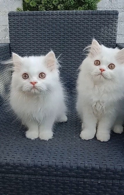Prachtige Witte Perzische Kittens (Langhaar), Meerdere dieren, Gechipt, 0 tot 2 jaar