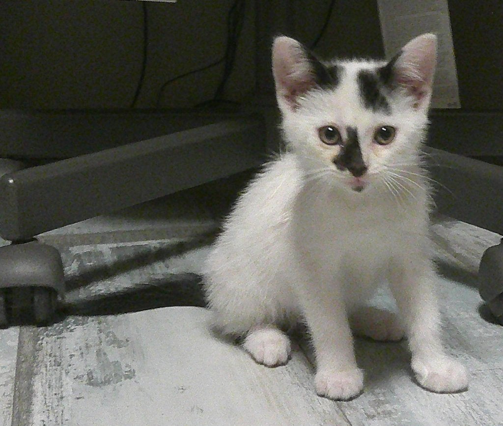 Kitten incl. accessoires, Dieren en Toebehoren, Katten en Kittens | Overige Katten, Poes, Kortharig, 0 tot 2 jaar