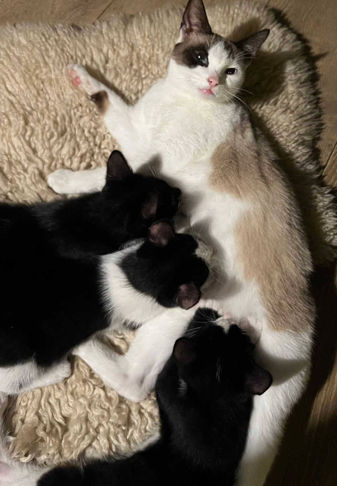 Lieve kruising siamees kittens