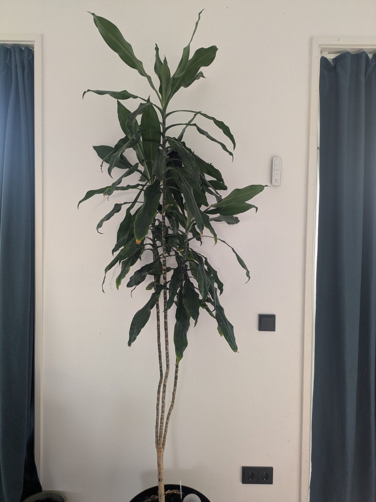 Dracaena fragrans drakenboomplant 2m Meerstad, Ophalen, Palm, Volledige schaduw, 200 cm of meer