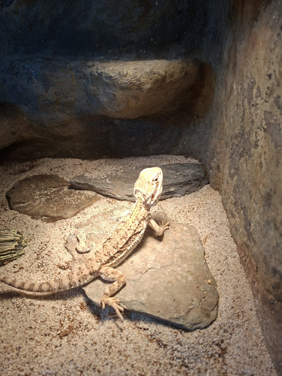 Dwergbaardagaam met alle toebehoren., Dieren en Toebehoren, Reptielen en Amfibieën, Hagedis, Met terrarium, 3 tot 6 jaar