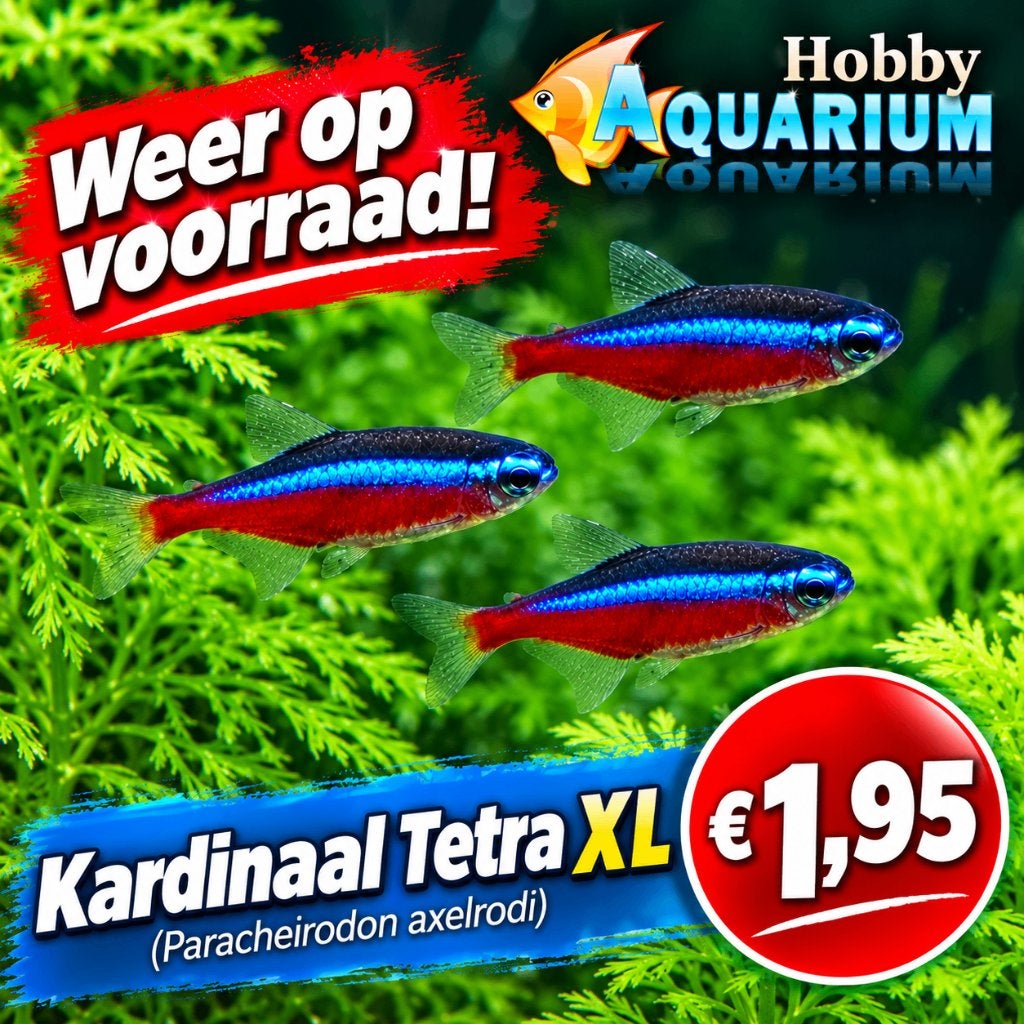 Hobbyaquarium  Kardinaal tetra xl, Dieren en Toebehoren, Vis, Zoetwatervis, Schoolvis