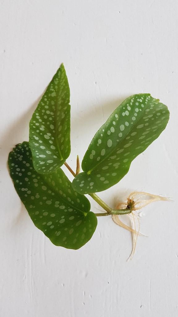 frisse stekjes met wortels Begonia Tamaya kamerplant 0,89, Huis en Inrichting, Kamerplanten, Minder dan 100 cm, Halfschaduw, Ophalen of Verzenden