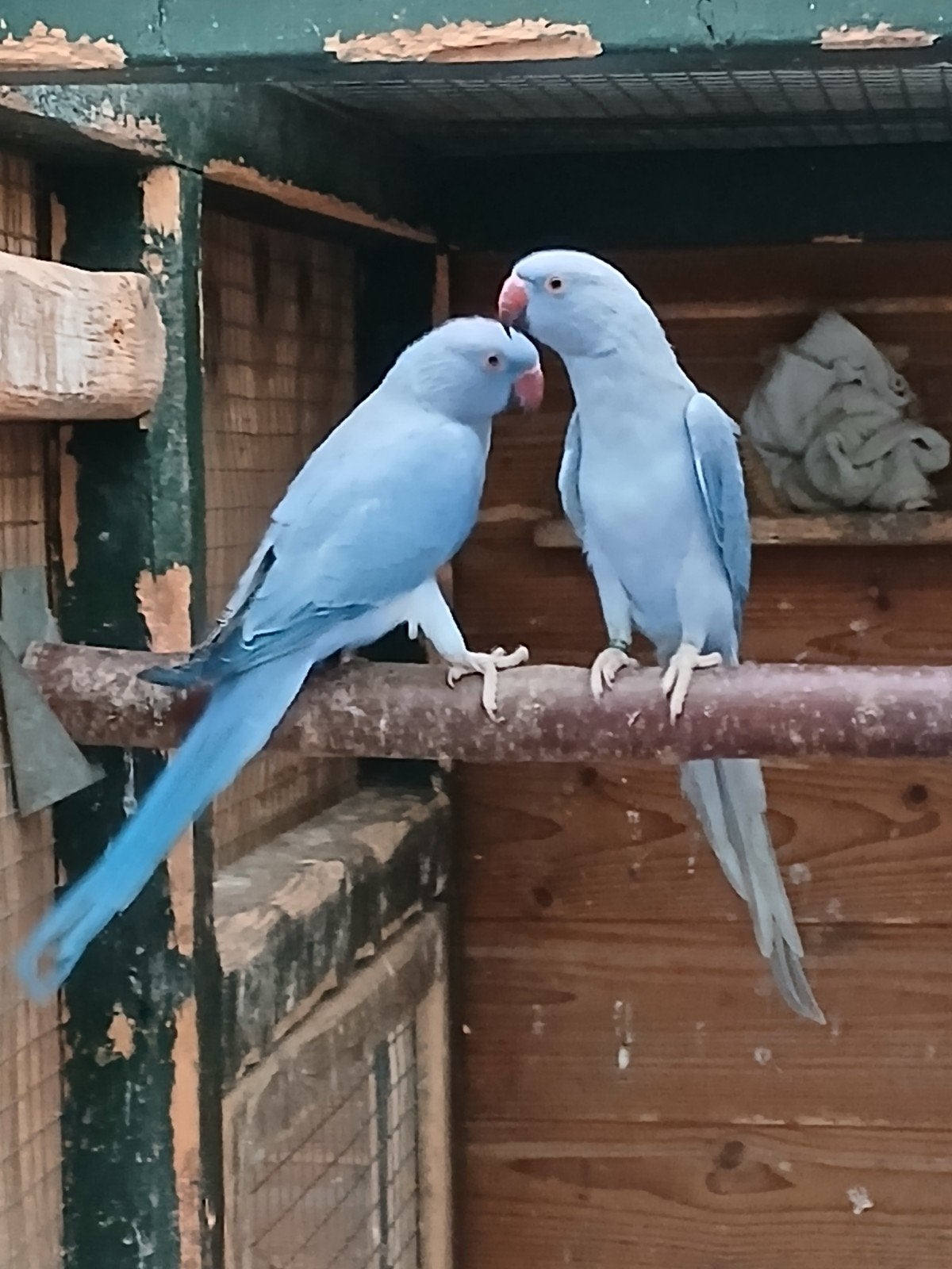 te koop een mooie violet opaline halsband parkiet/ split, Vrouwelijk, Parkiet, Geringd