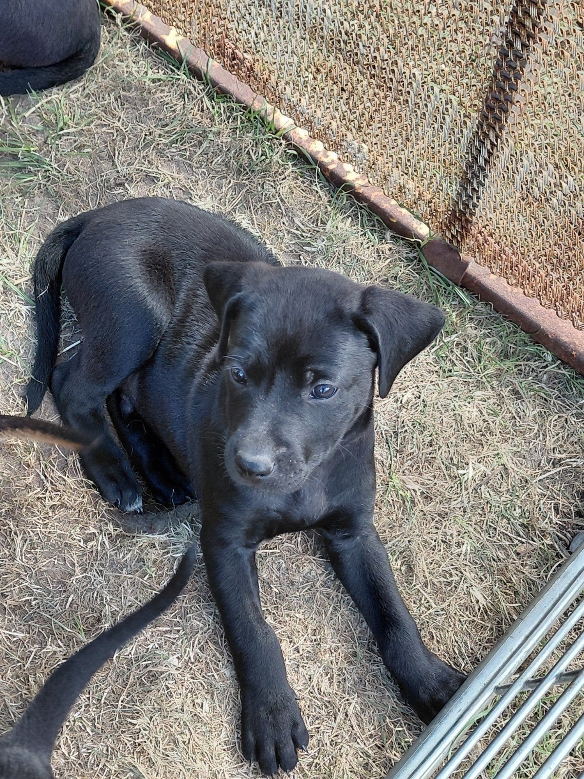 puppy's labrador x rhodesian ridgeback, Reu, 8 tot 15 weken, Labrador retriever, Meerdere