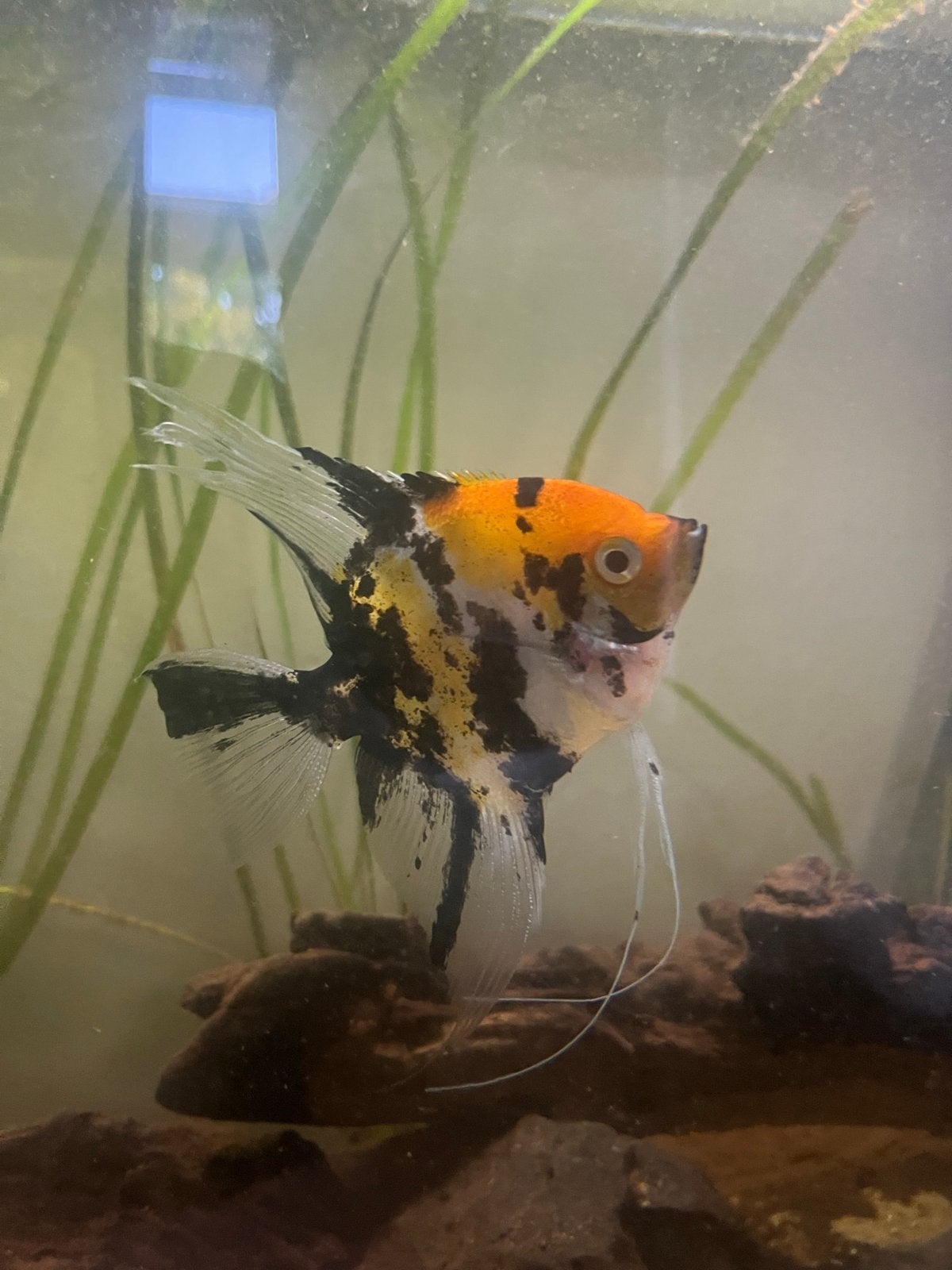 Maanvis koi (Pterophyllum scalare), Dieren en Toebehoren, Vissen | Aquariumvissen, Vis