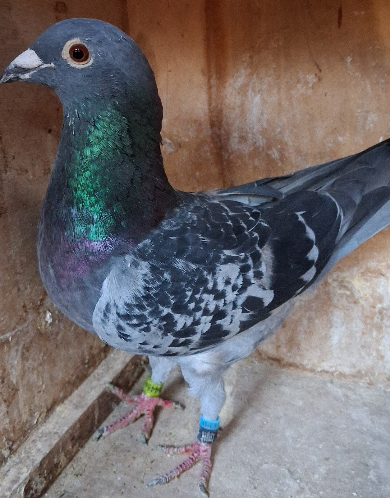 Postduif kweekdoffer, Dieren en Toebehoren, Vogels | Duiven, Mannelijk, Postduif