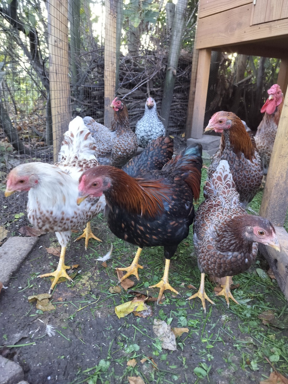 wyandotte kriel hanen goud blauw/zwart, Dieren en Toebehoren, Mannelijk, Kip