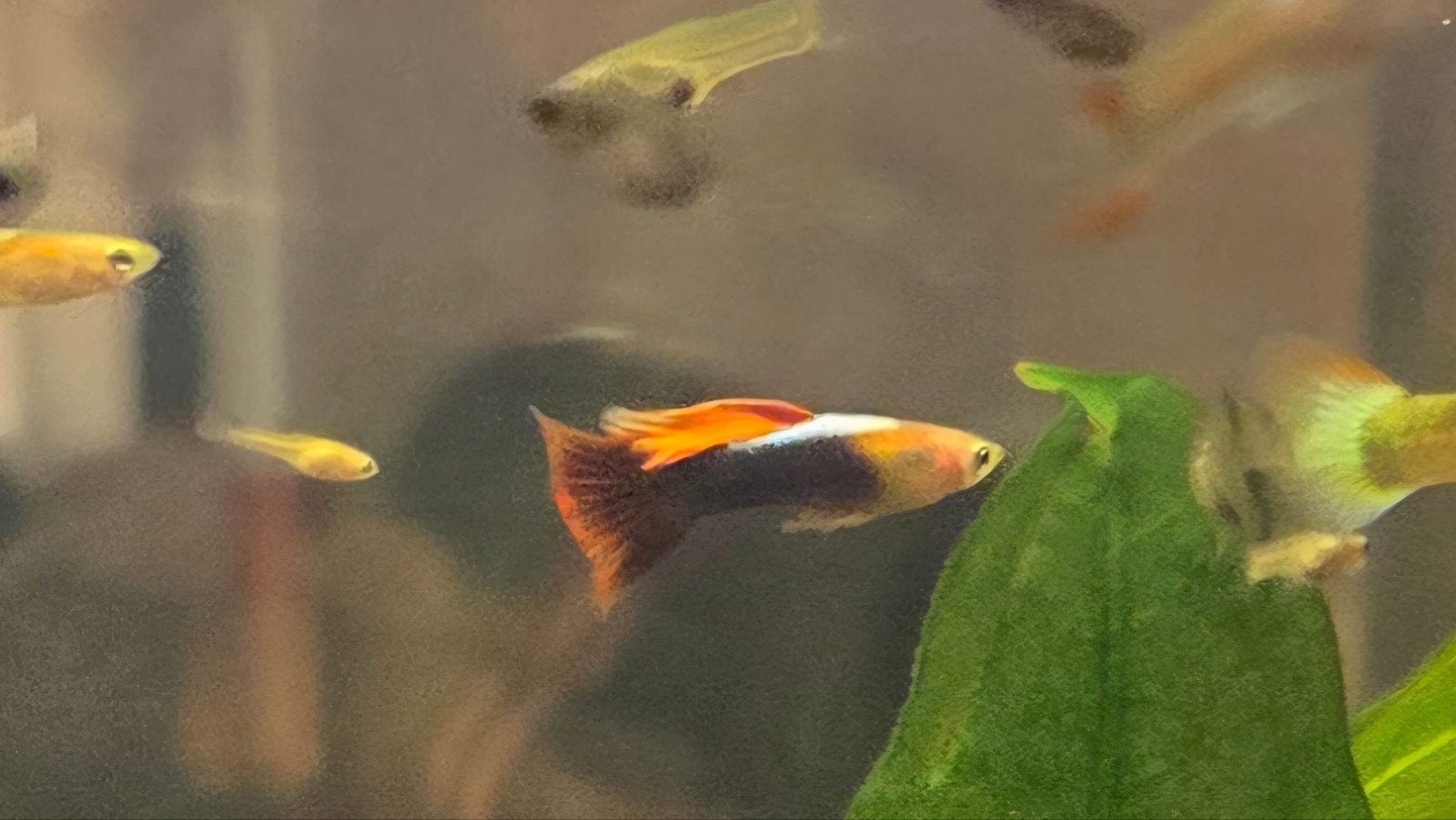 Jonge guppy's, Vis, Zoetwatervis, Schoolvis