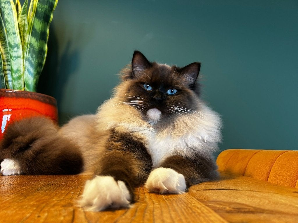 Twee ragdolls, Kater, Gechipt, 0 tot 2 jaar