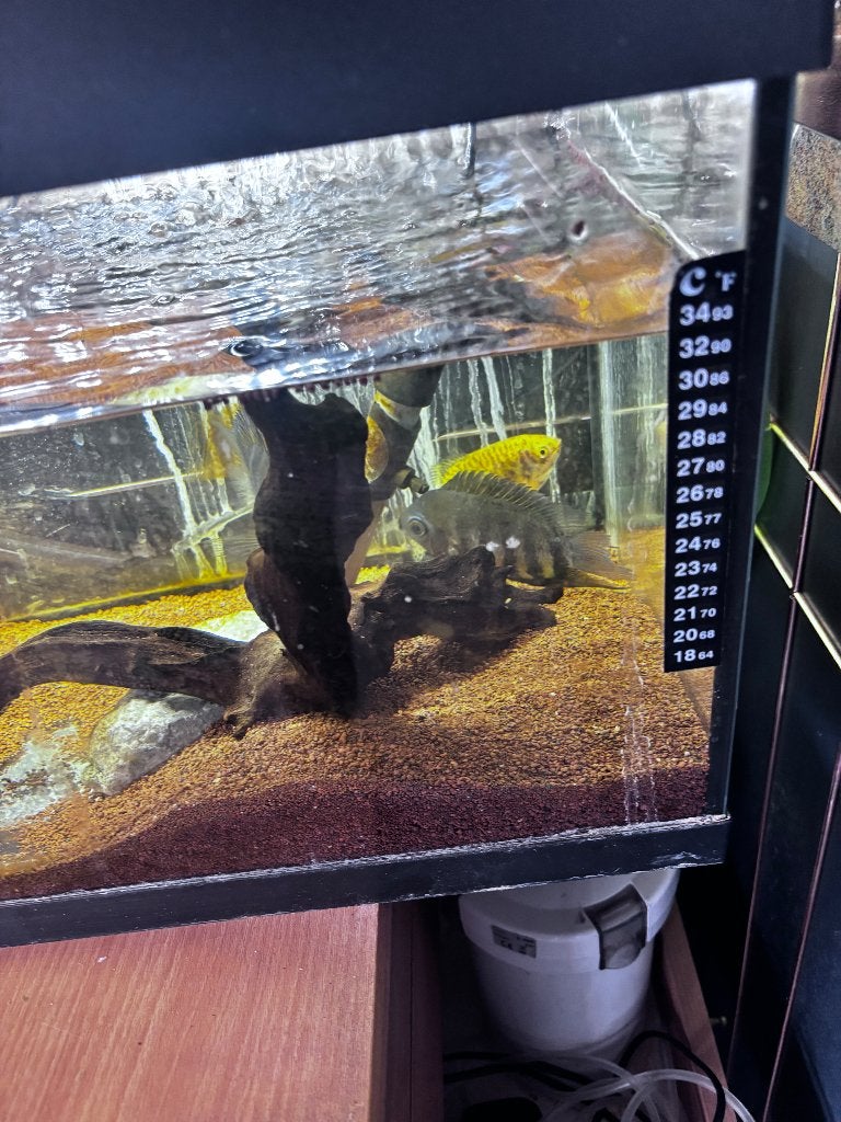 Gratis Afrikaanse cichliden 3 stuks met aquarium, Vis