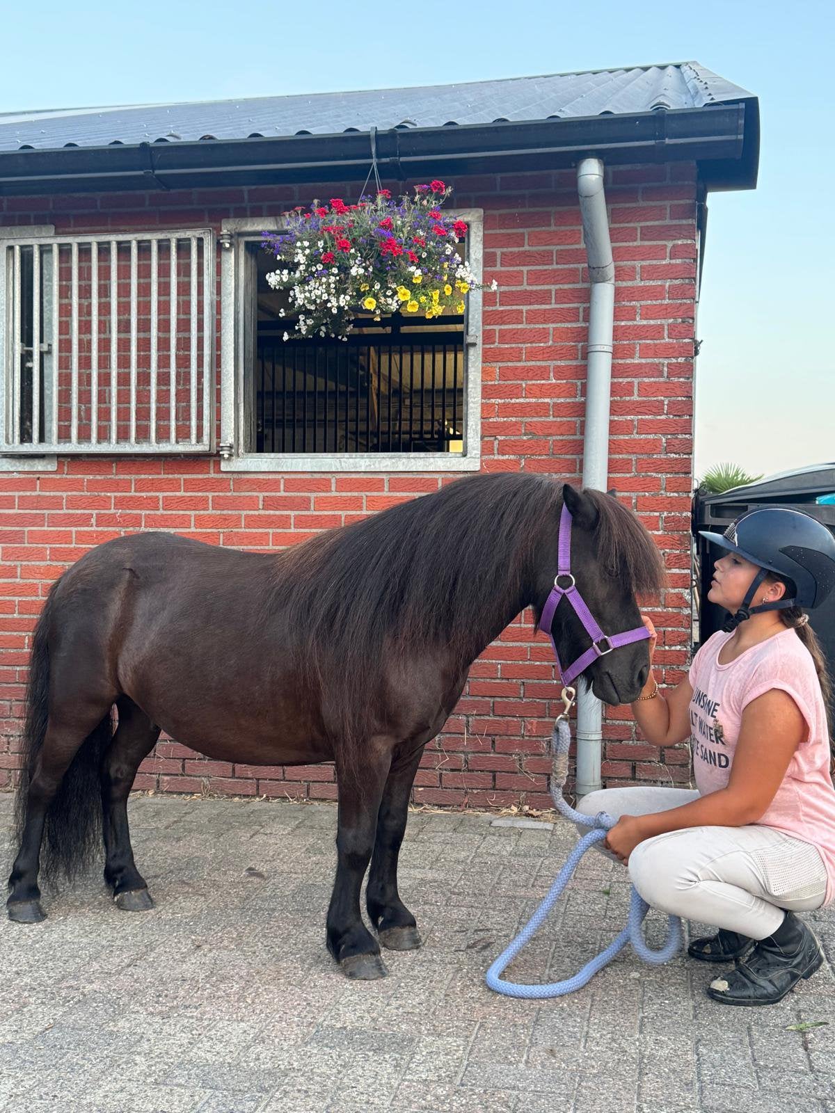 🩵Twee super knappe grote maat stamboek ruinen🩵, Dieren en Toebehoren, Ruin, A pony (tot 1.17m), Met stamboom, 7 tot 10 jaar