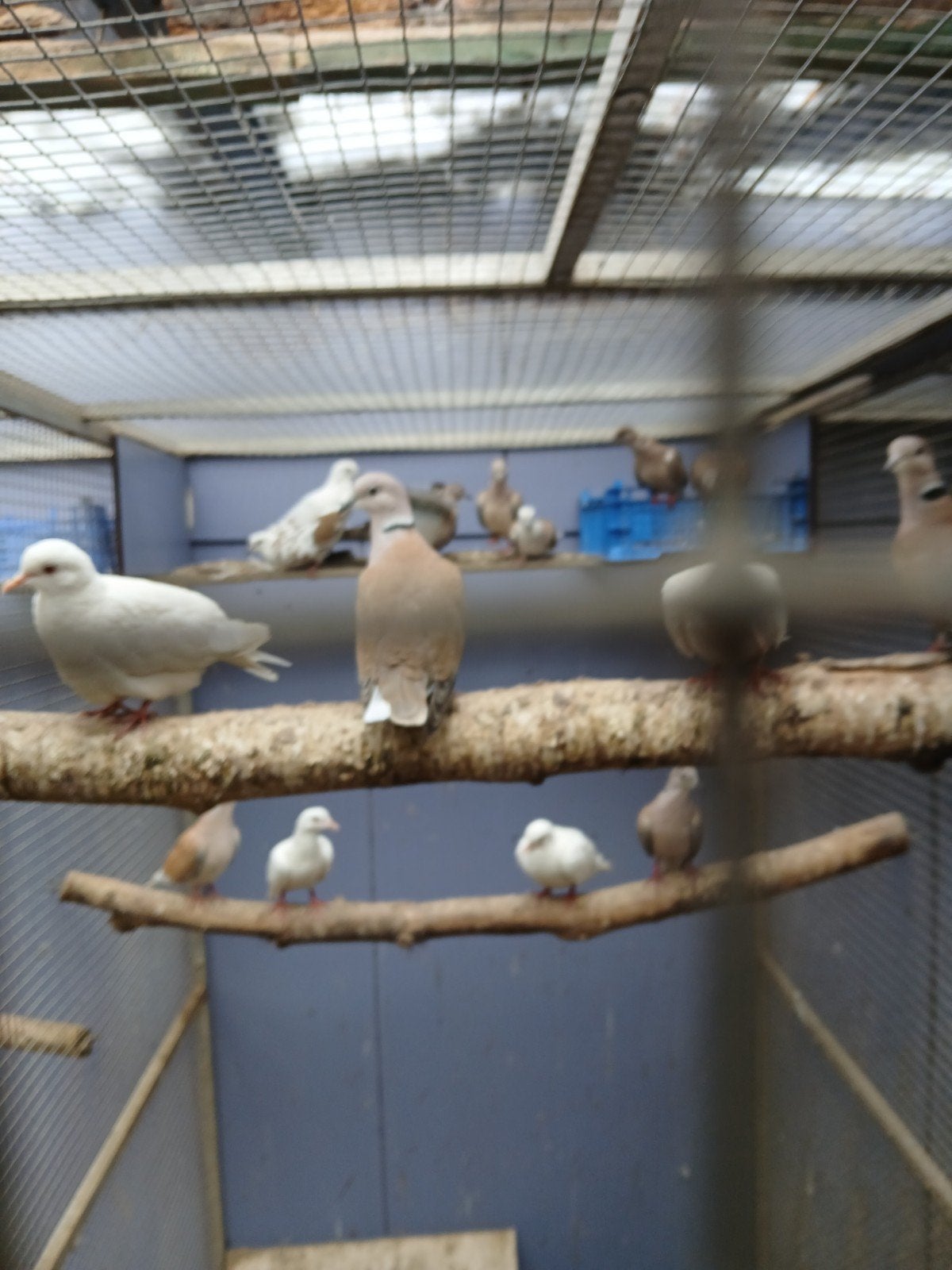 Tortelduifjes, Meerdere dieren