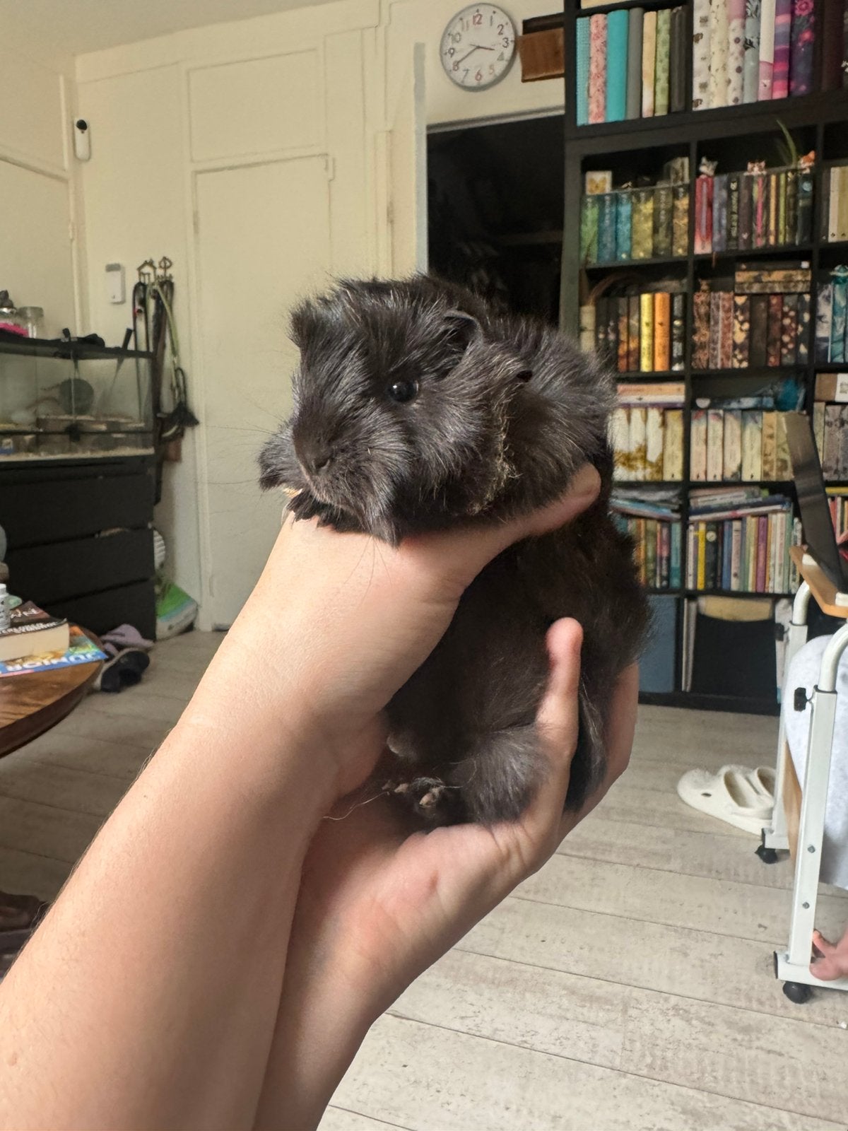 Cavia beertjes!, Cavia, Augustus, Mannelijk, Tam