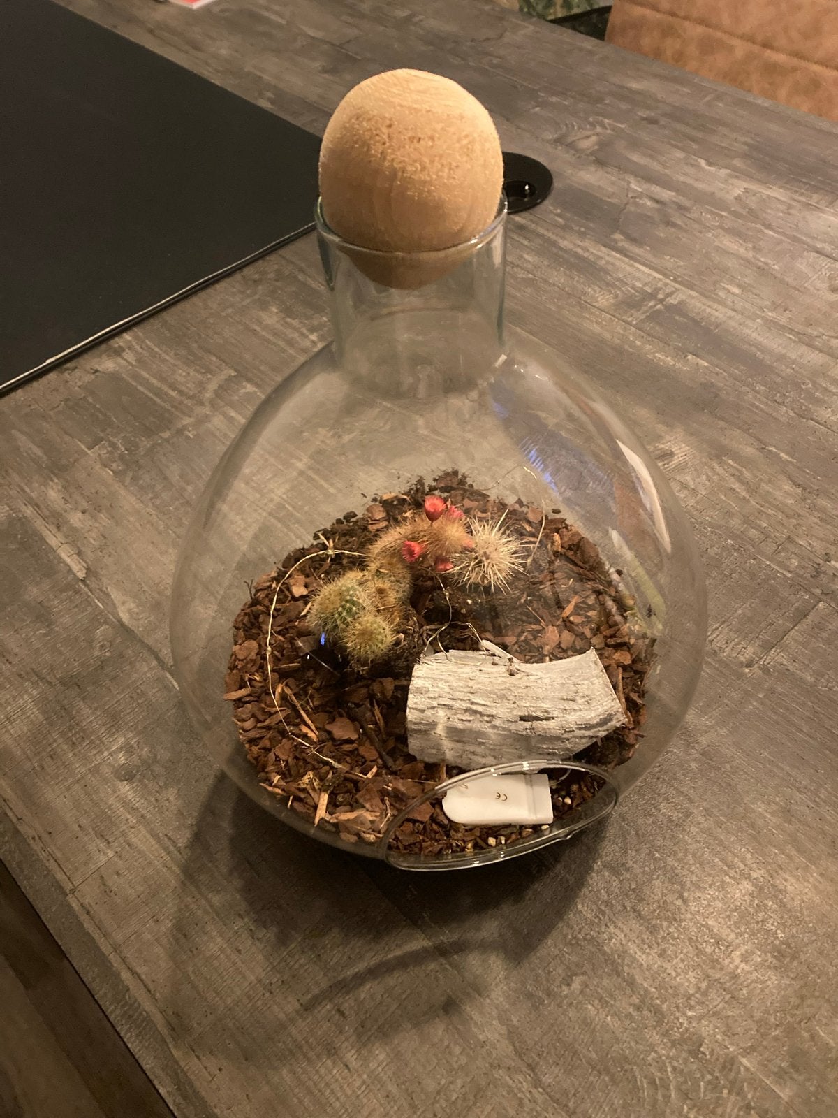 Terrarium met cactussen en kurken dop, Ophalen, Meerkleurig, Zo goed als nieuw, Modern