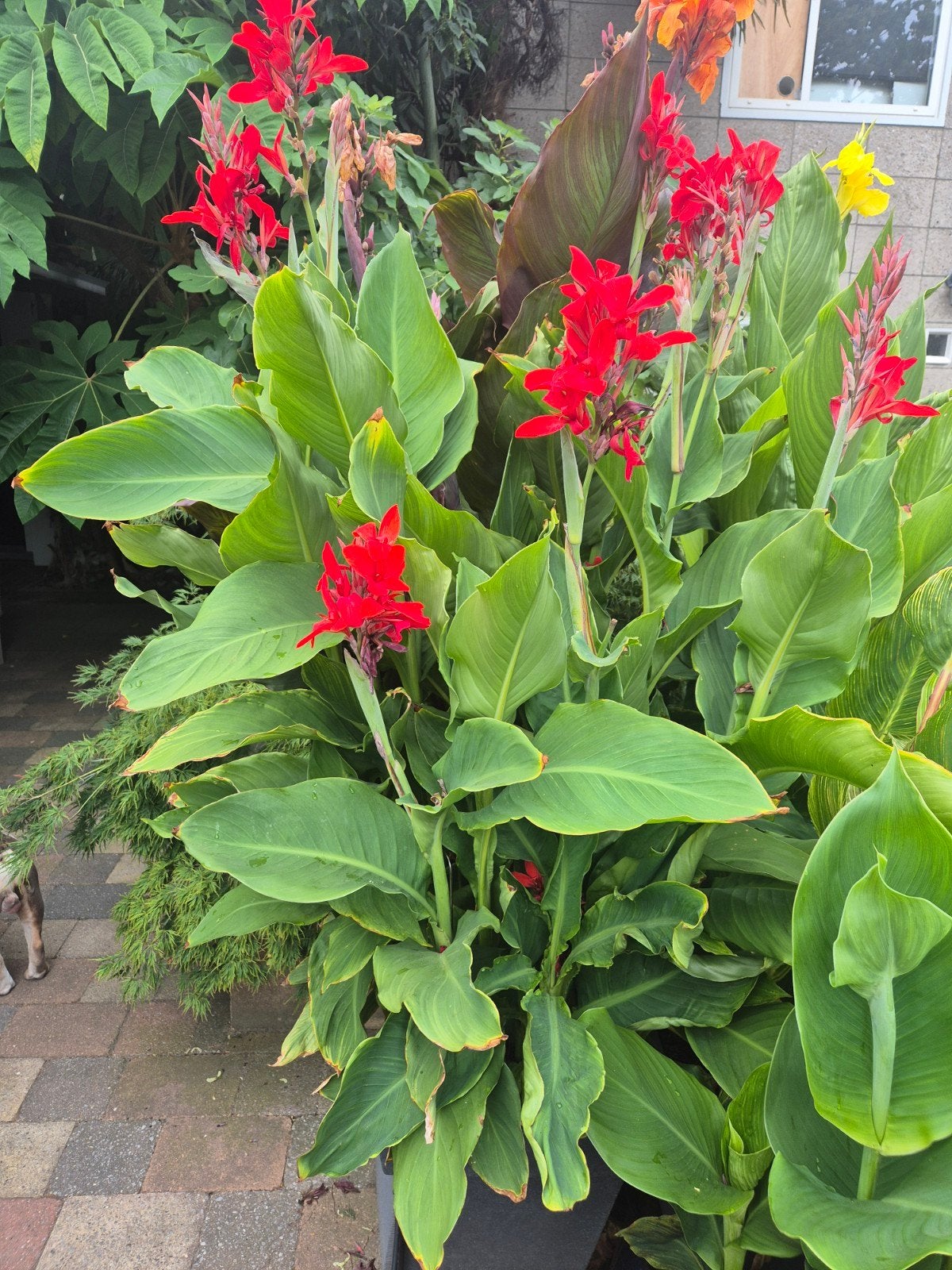 5 soorten cannas incl pot canna lelie, Ophalen, Knol