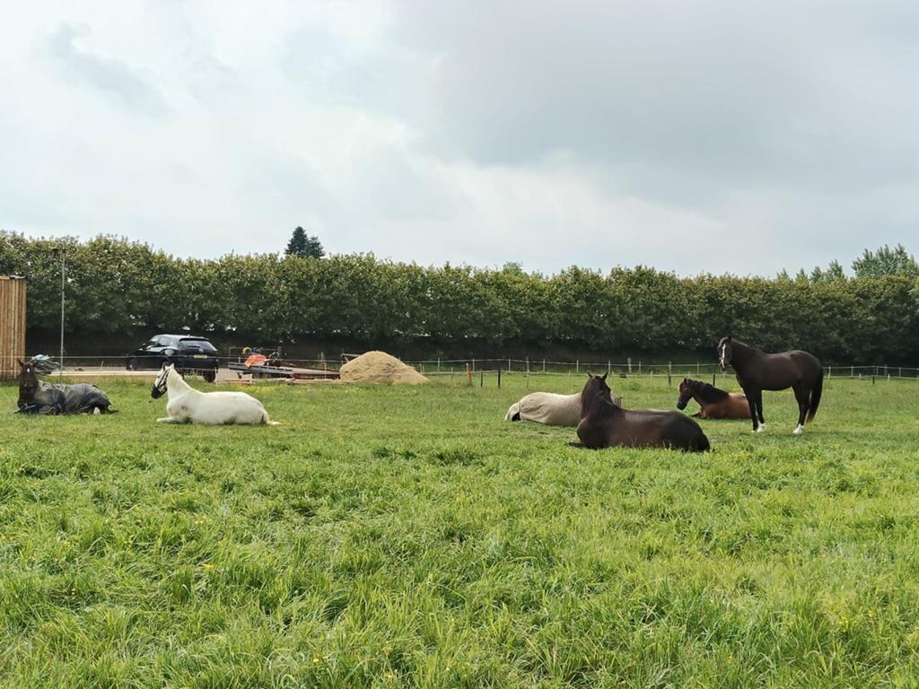 Rustige kleinschalige pensio(e)nstalling met véél weidegang, Dieren en Toebehoren, Stalling en Weidegang, Weidegang, 1 paard of pony