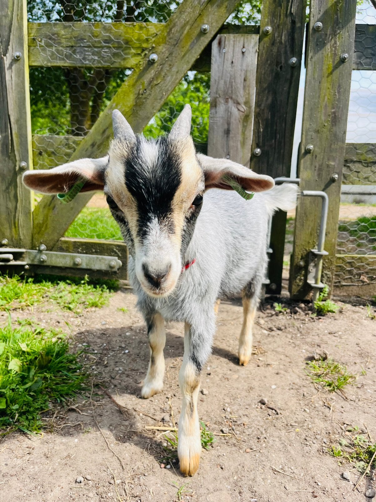 Dwerggeit (bok-lam) blauwschimmel stamboek (CAE/CL vrij), Dieren en Toebehoren, Schapen, Geiten en Varkens, Geit, Mannelijk, 0 tot 2 jaar