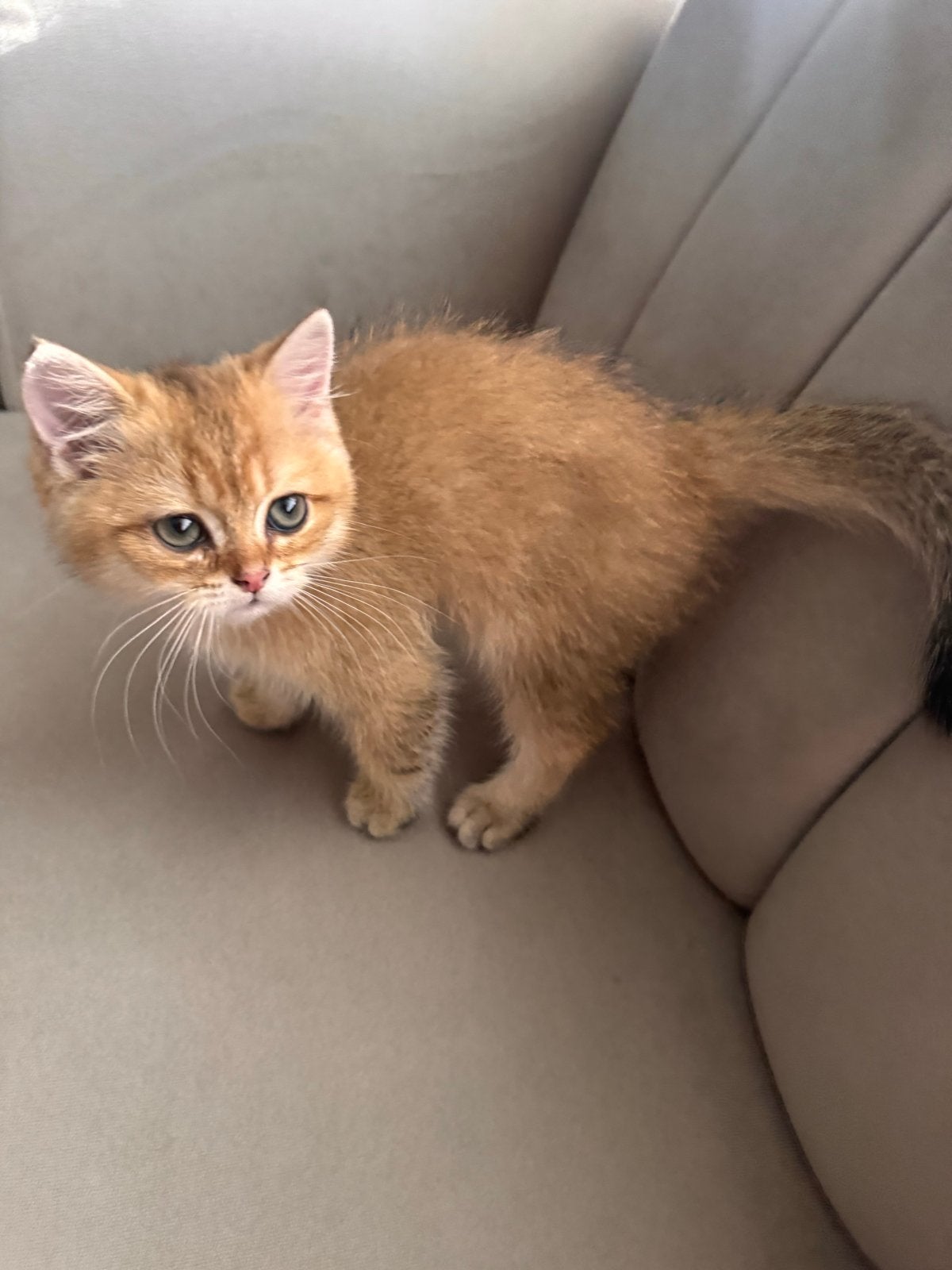 Eindhoven, Dieren en Toebehoren, Katten en Kittens | Overige Katten, Kater