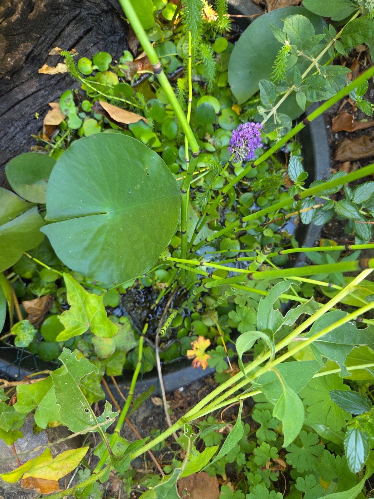 gratis af te halen drijfplantjes, Ophalen, Gebruikt