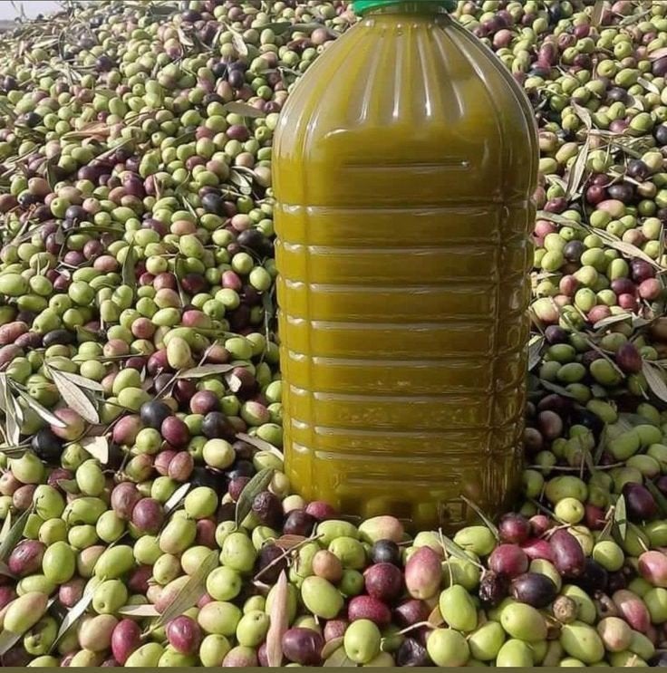 Biologische Marokkaanse Olijfolie – 5 liter voor €45,-, Ophalen