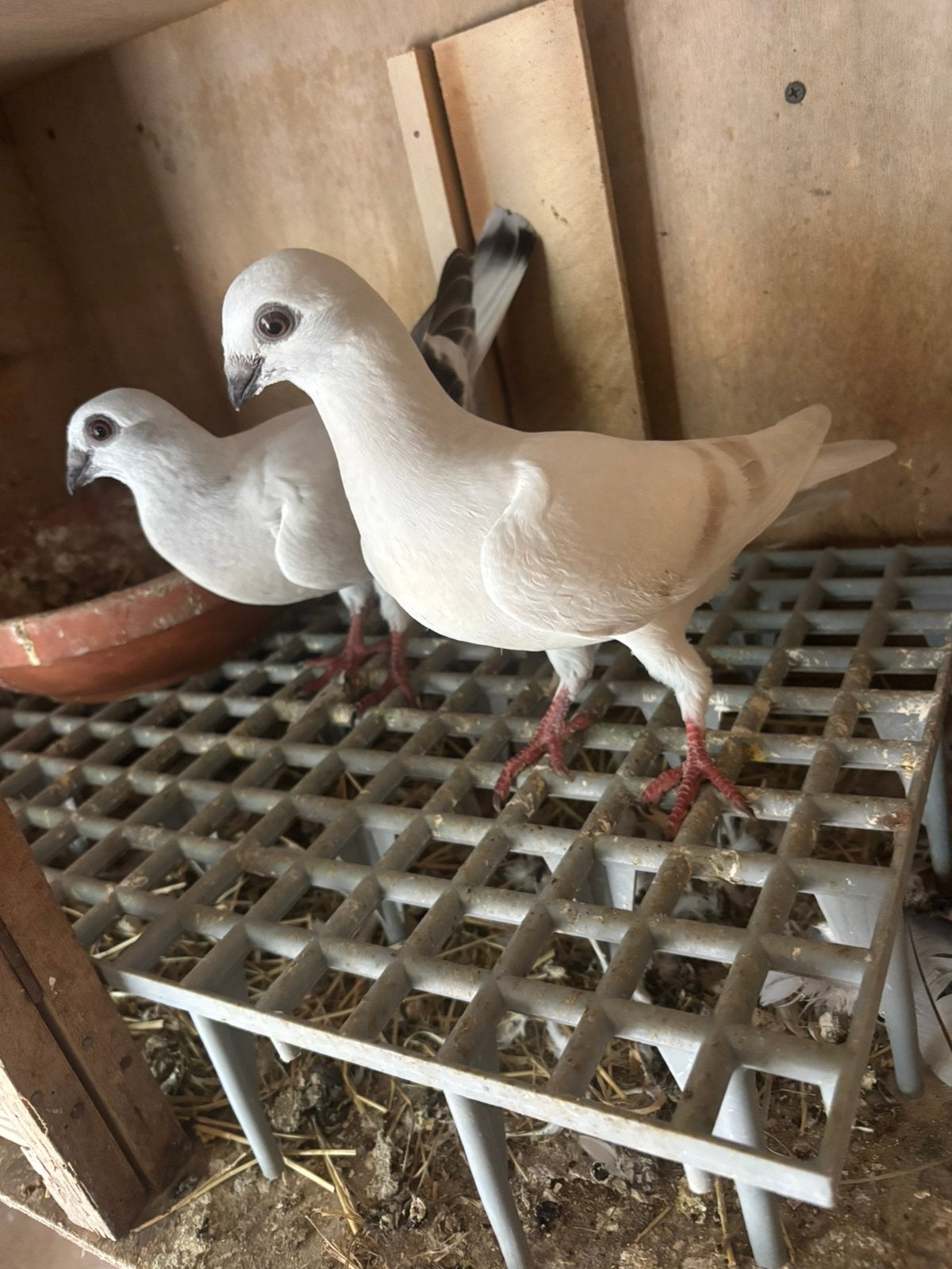 Jonge duiven, Dieren en Toebehoren, Vogels | Duiven, Meerdere dieren, Postduif