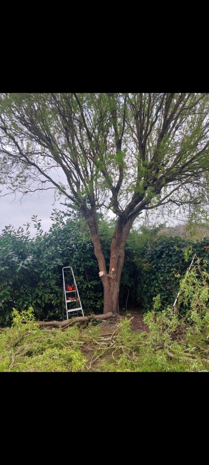 zoek je goede boomkaper of snoeien werk, Tuin en Terras, Haardhout, Minder dan 3 m³, Ophalen of Verzenden