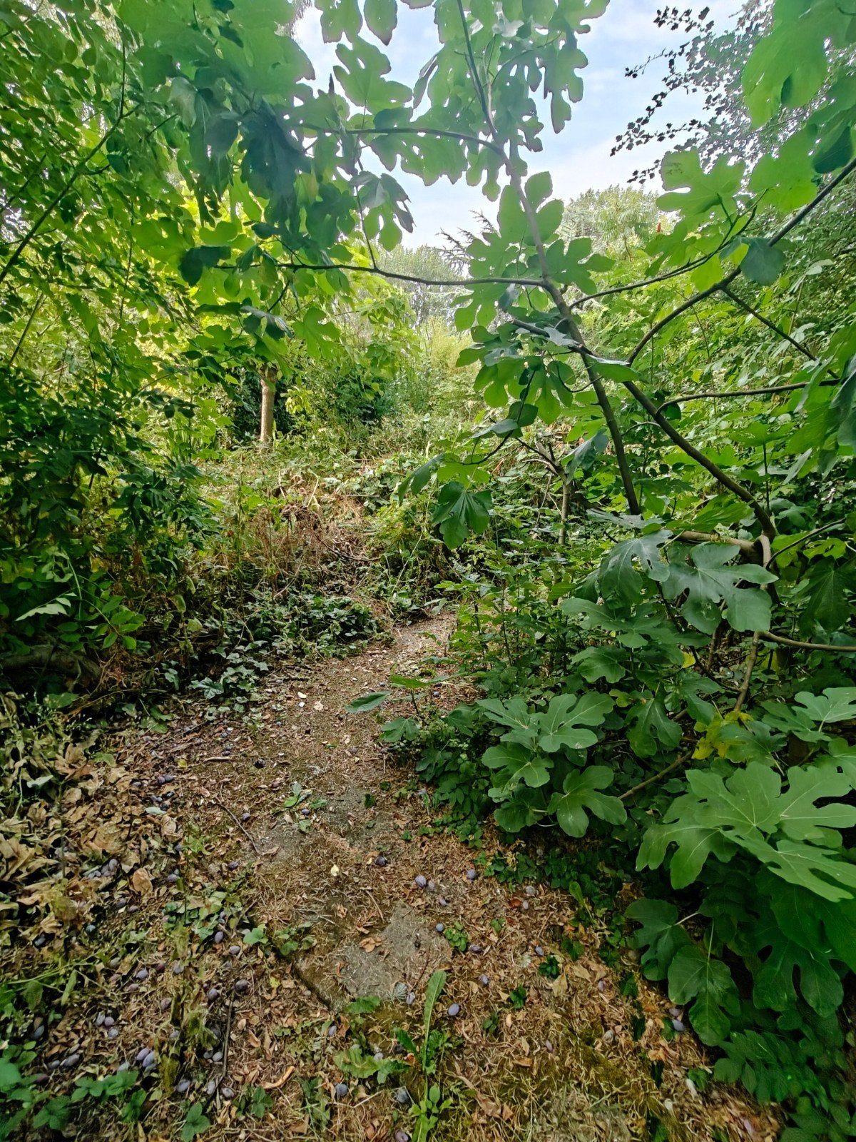 verwijderen van struiken en wildgroei / snoeien van bomen, Diensten en Vakmensen, Tuinmannen en Stratenmakers
