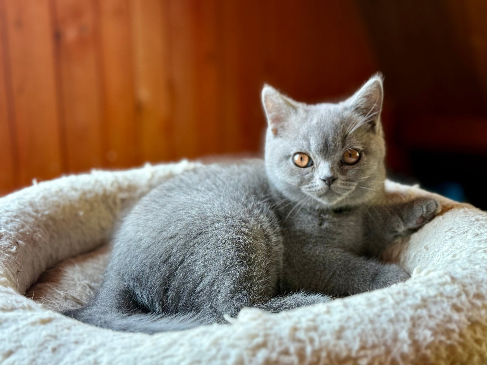 Rasecht Britse Korthaar katertje - mag verhuizen, Dieren en Toebehoren, Katten en Kittens | Raskatten | Korthaar, Meerdere dieren
