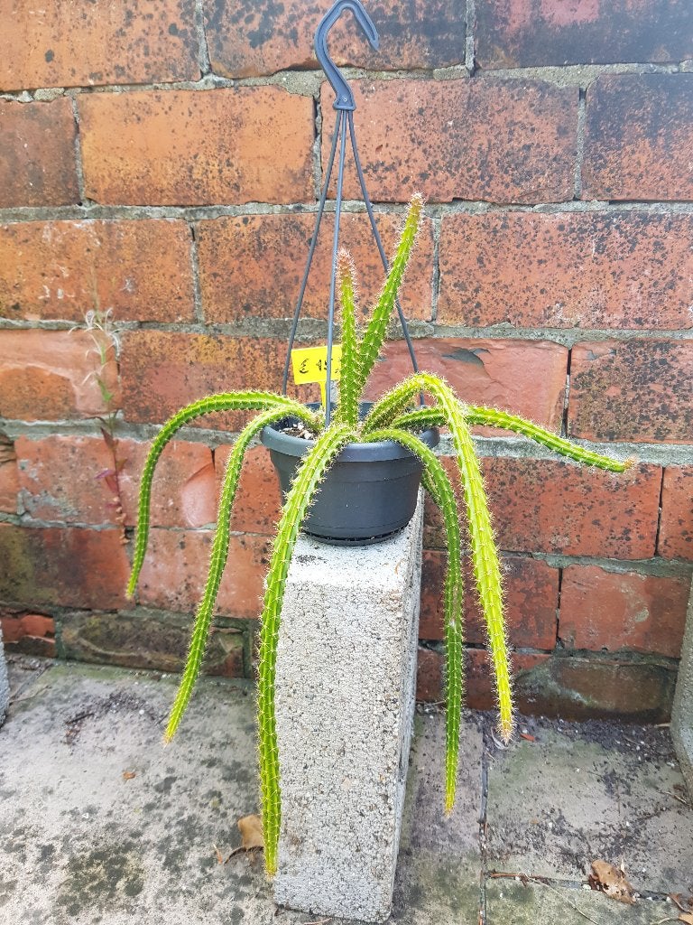 Slangencactus, Ophalen, Minder dan 100 cm, Volle zon, In pot